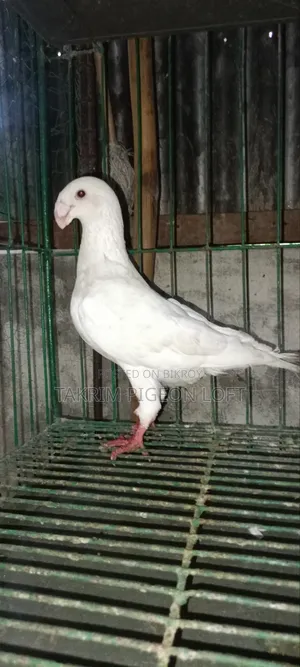Beauty Huma Male Pigeon