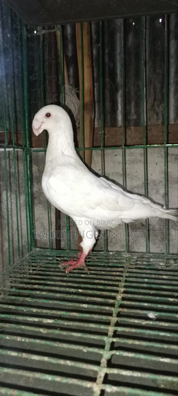 Beauty Huma Male Pigeon
