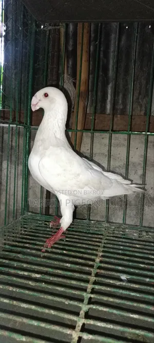 Beauty Huma Male Pigeon