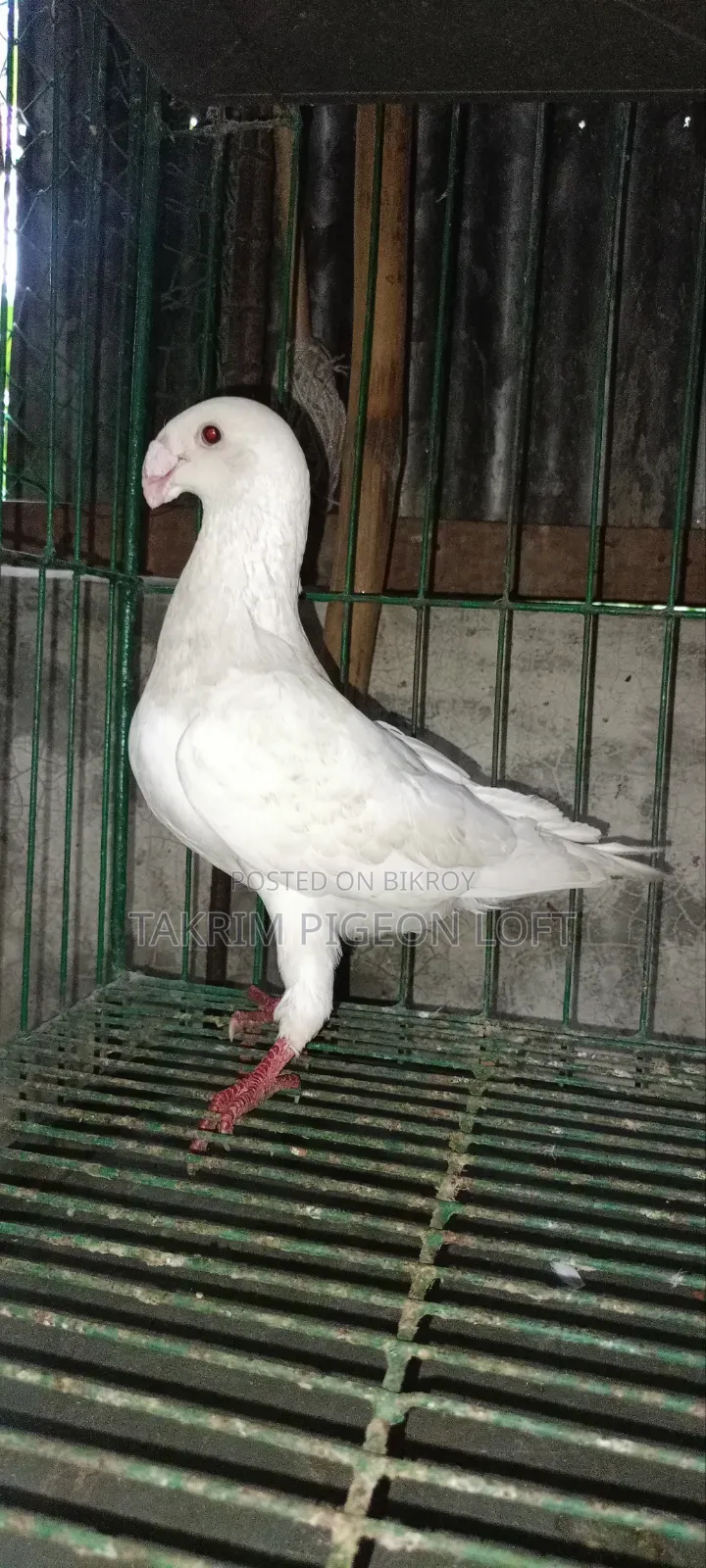 Beauty Huma Male Pigeon