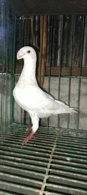 Beauty Huma Male Pigeon
