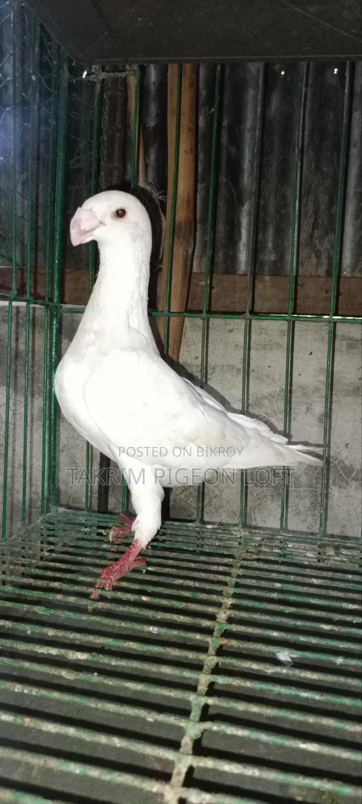 Beauty Huma Male Pigeon