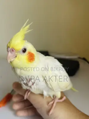 Cockatiel Full Tame Hand Feed Baby