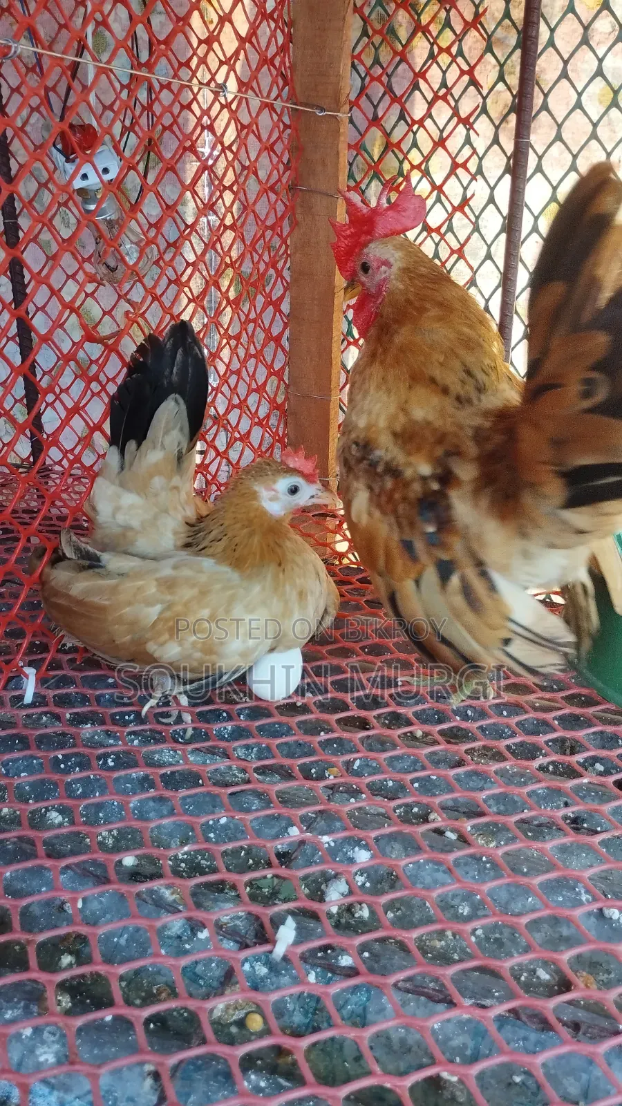 Serama Hatching Eggs