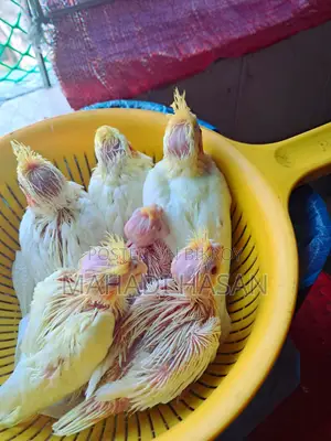 লুটিনো হেন্ডফিড টেম সাইজ বেবি
