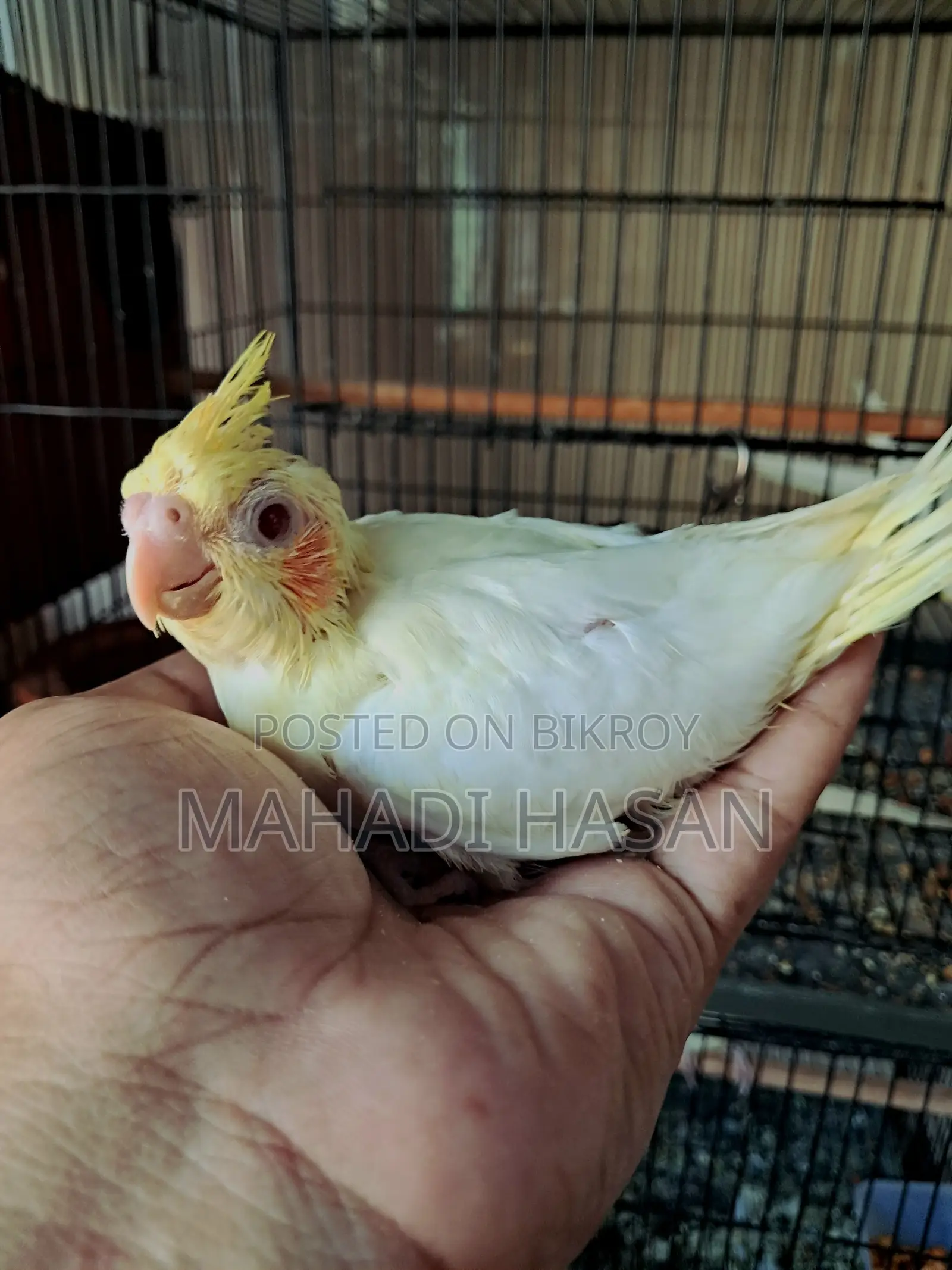 লুটিনো হেন্ডফিড টেম সাইজ বেবি