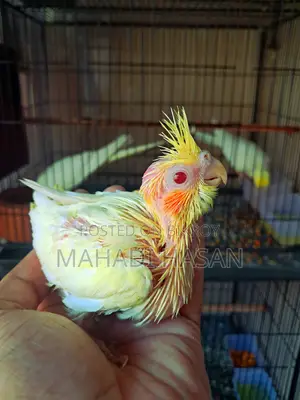 লুটিনো হেন্ডফিড টেম সাইজ বেবি