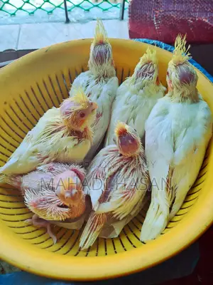 লুটিনো হেন্ডফিড টেম সাইজ বেবি