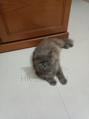 6-12 months Female Purebred British Shorthair