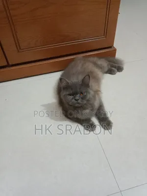 6-12 months Female Purebred British Shorthair