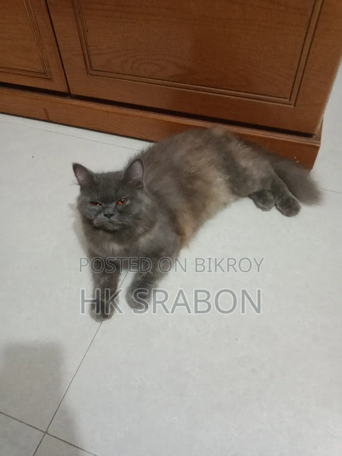 6-12 months Female Purebred British Shorthair