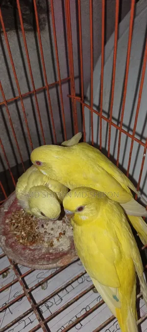 লোটেনো বাজিগারের বেবি ১মাস+ বয়স