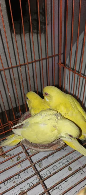 লোটেনো বাজিগারের বেবি ১মাস+ বয়স