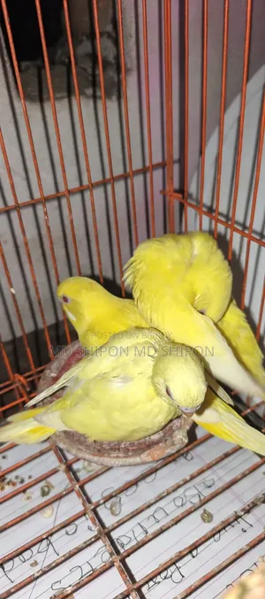 লোটেনো বাজিগারের বেবি ১মাস+ বয়স