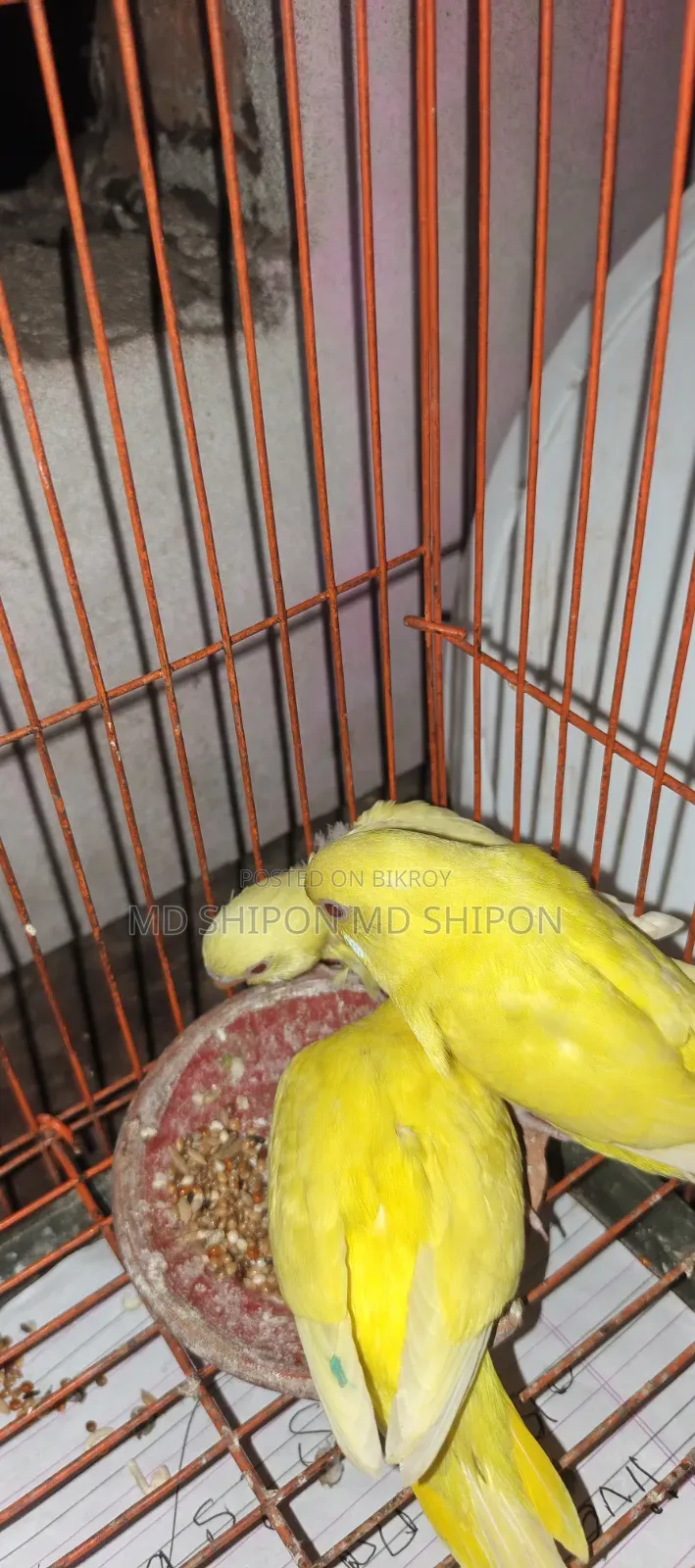 লোটেনো বাজিগারের বেবি ১মাস+ বয়স