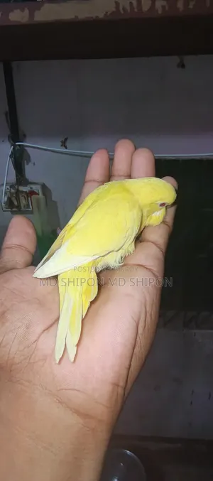 লোটেনো বাজিগারের বেবি ১মাস+ বয়স