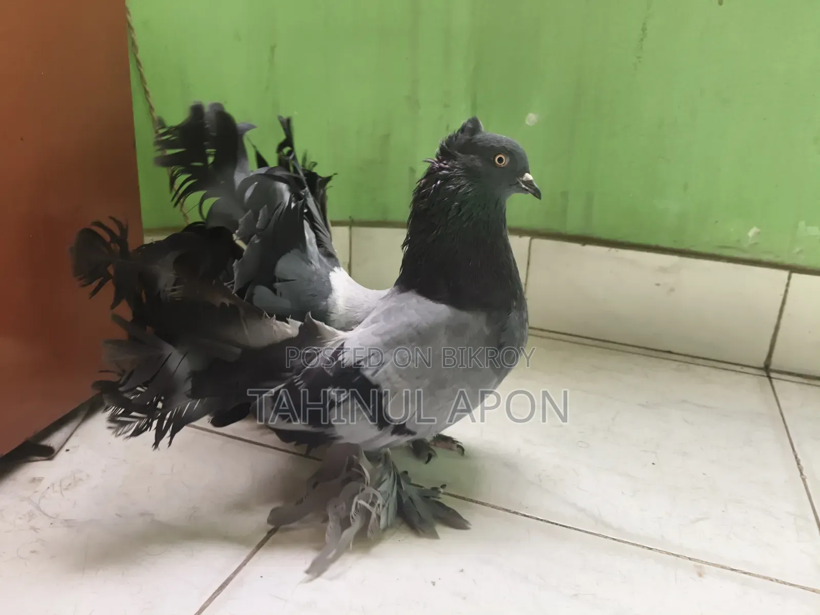 Adult Lakha Cock