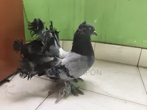 অ্যাডাল্ট লক্ষা নর
