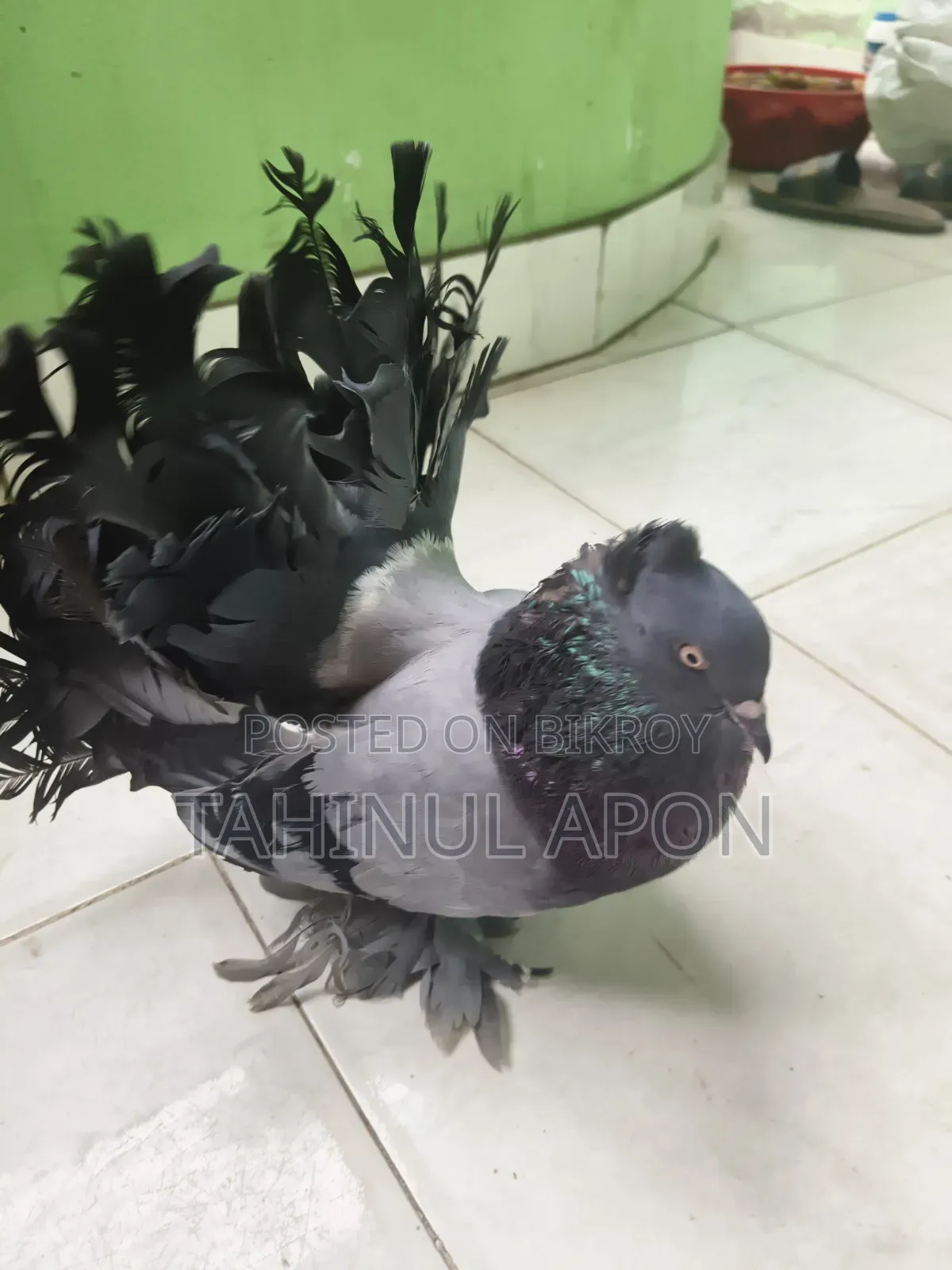 Adult Lakha Cock