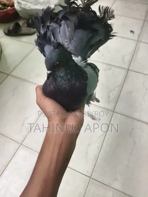 Adult Lakha Cock