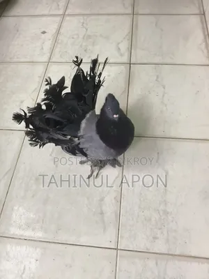 Adult Lakha Cock