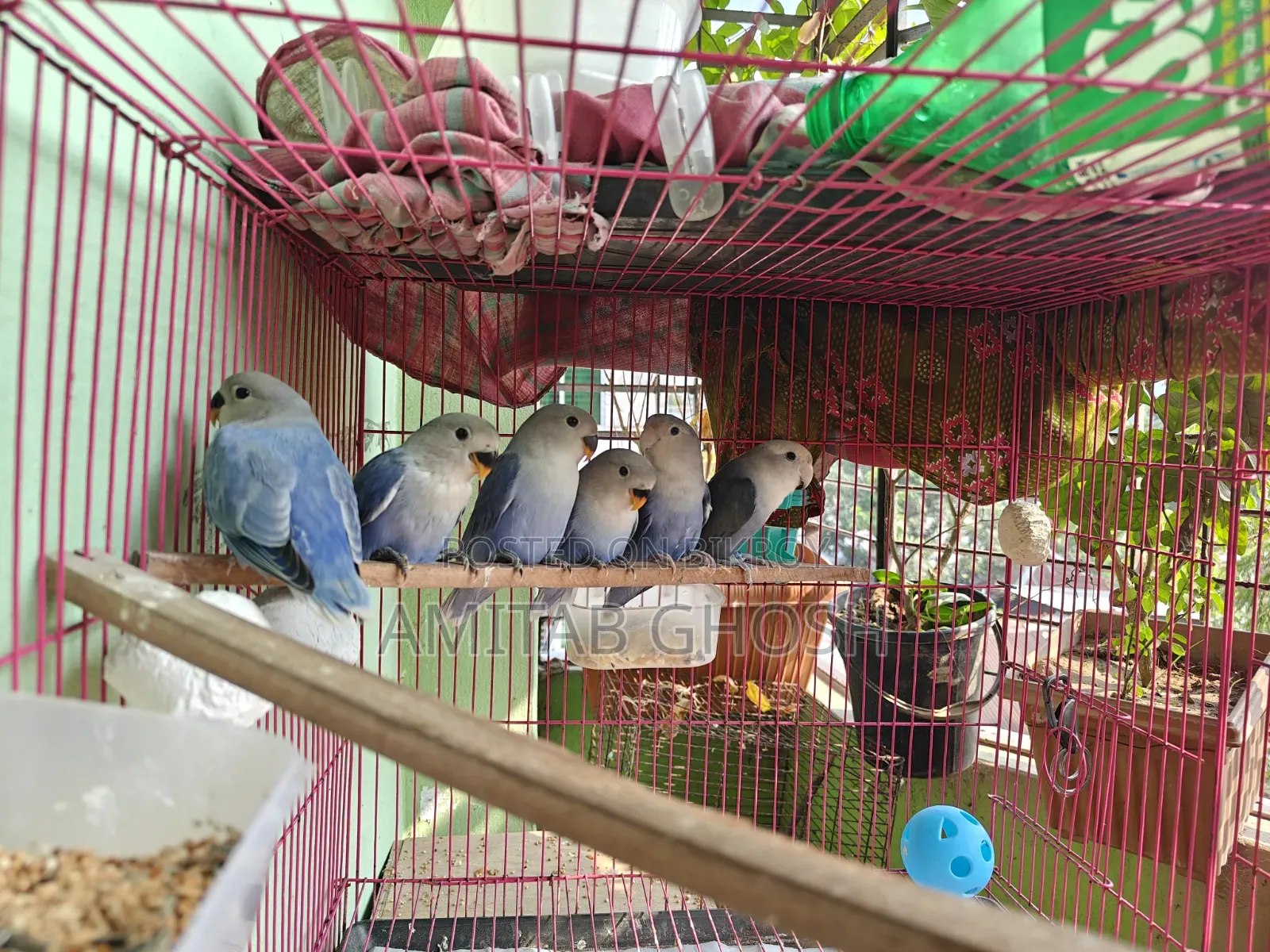 Love Bird - Violet Color