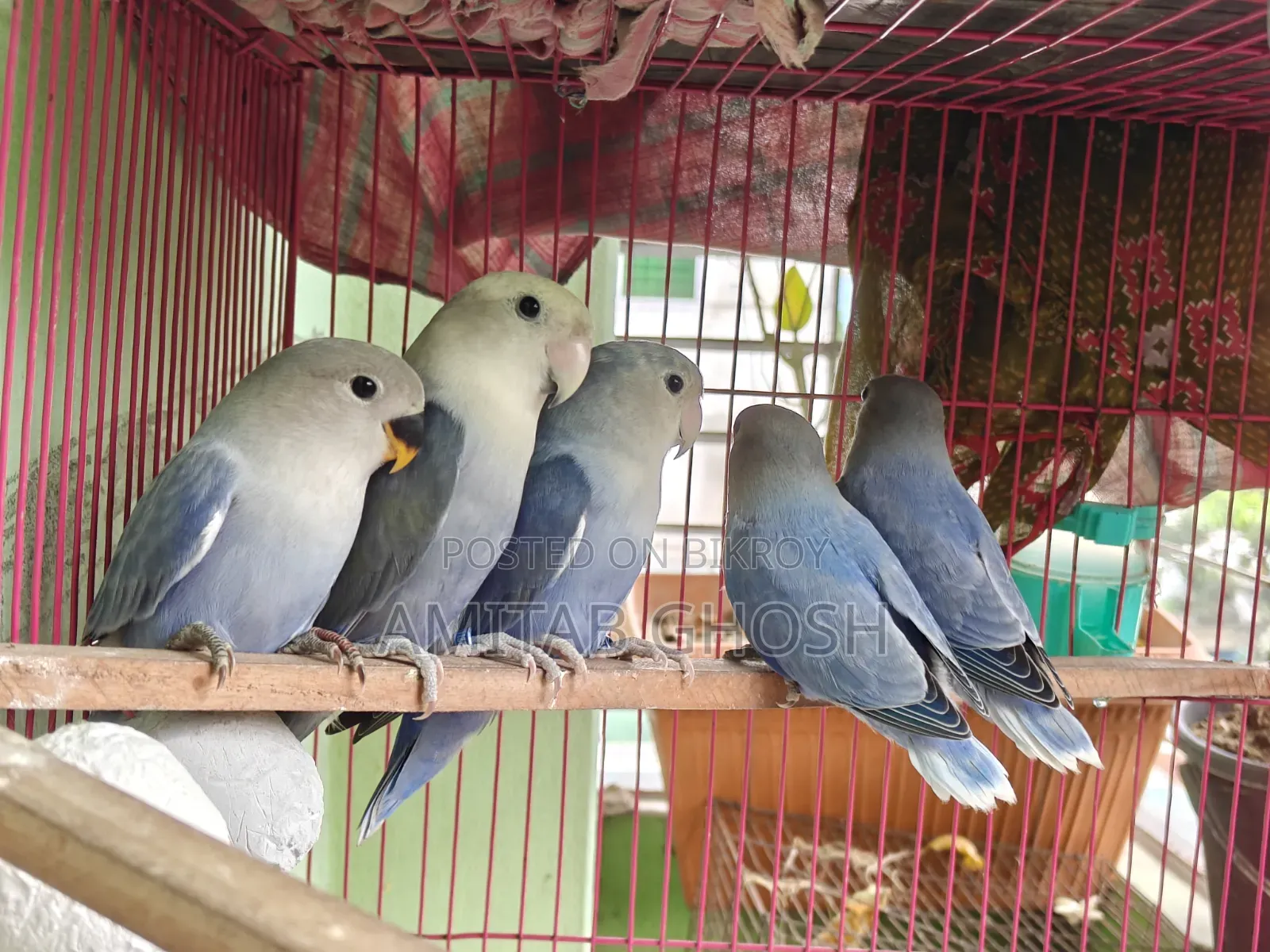 Love Bird - Violet Color