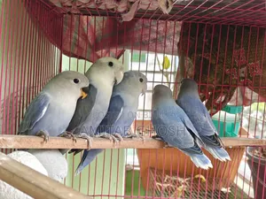 Love Bird - Violet Color