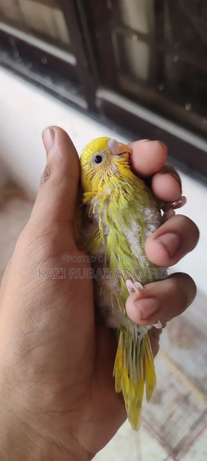 2pis Team Size Baby Bird