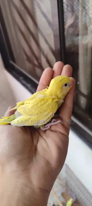 2pis Team Size Baby Bird