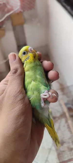 2pis Team Size Baby Bird