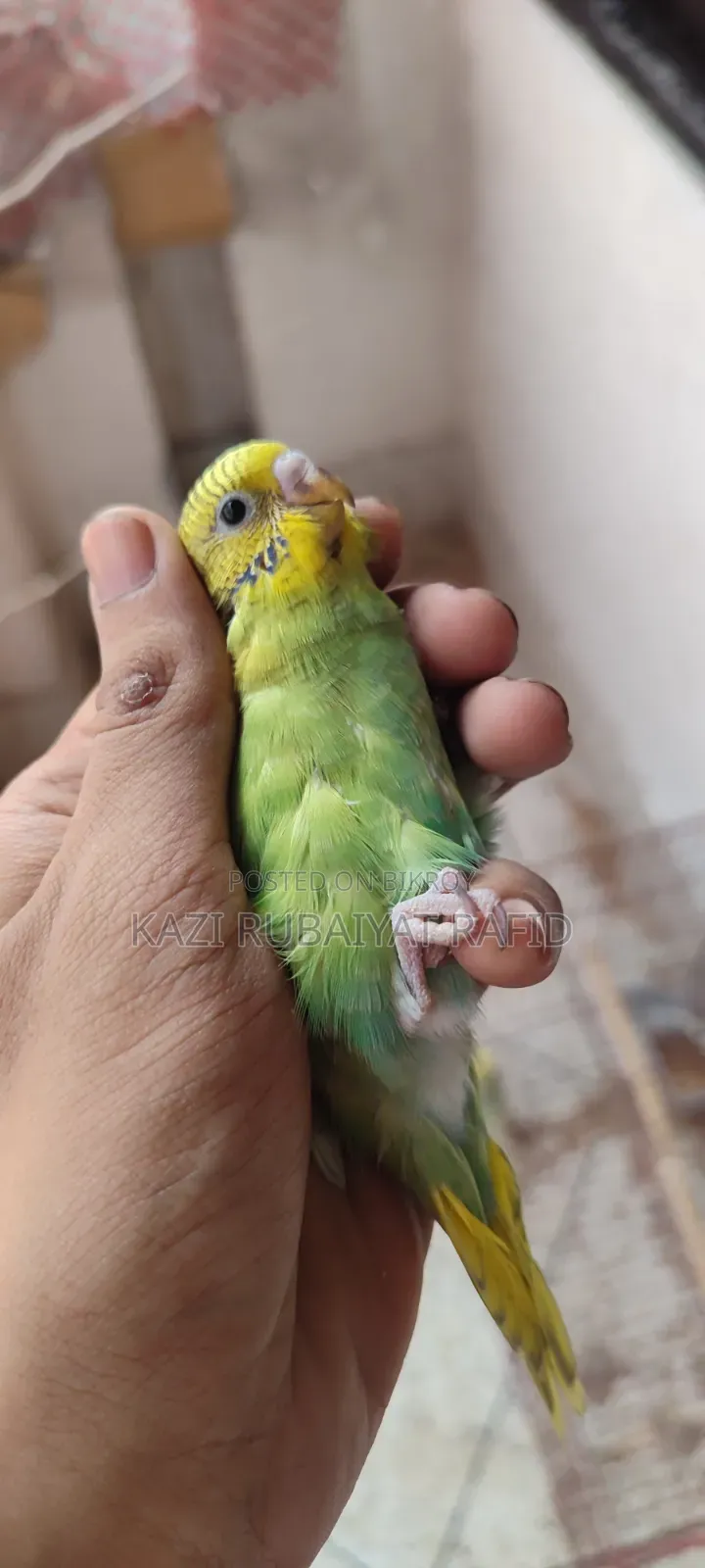 2pis Team Size Baby Bird