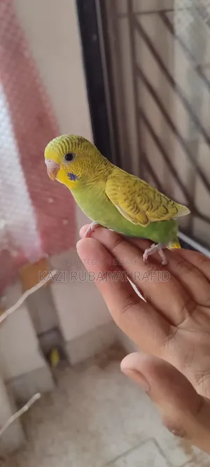 2pis Team Size Baby Bird