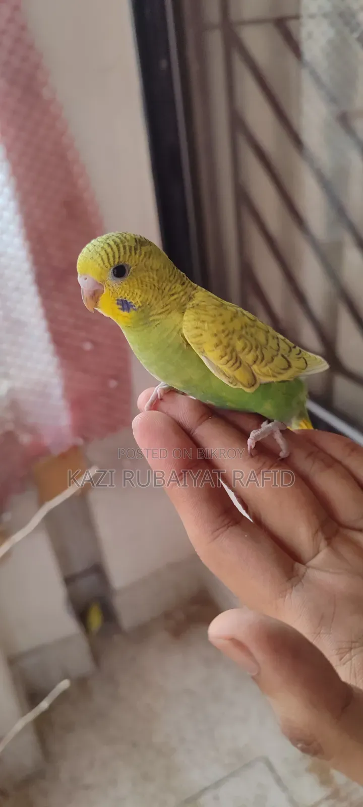 2pis Team Size Baby Bird