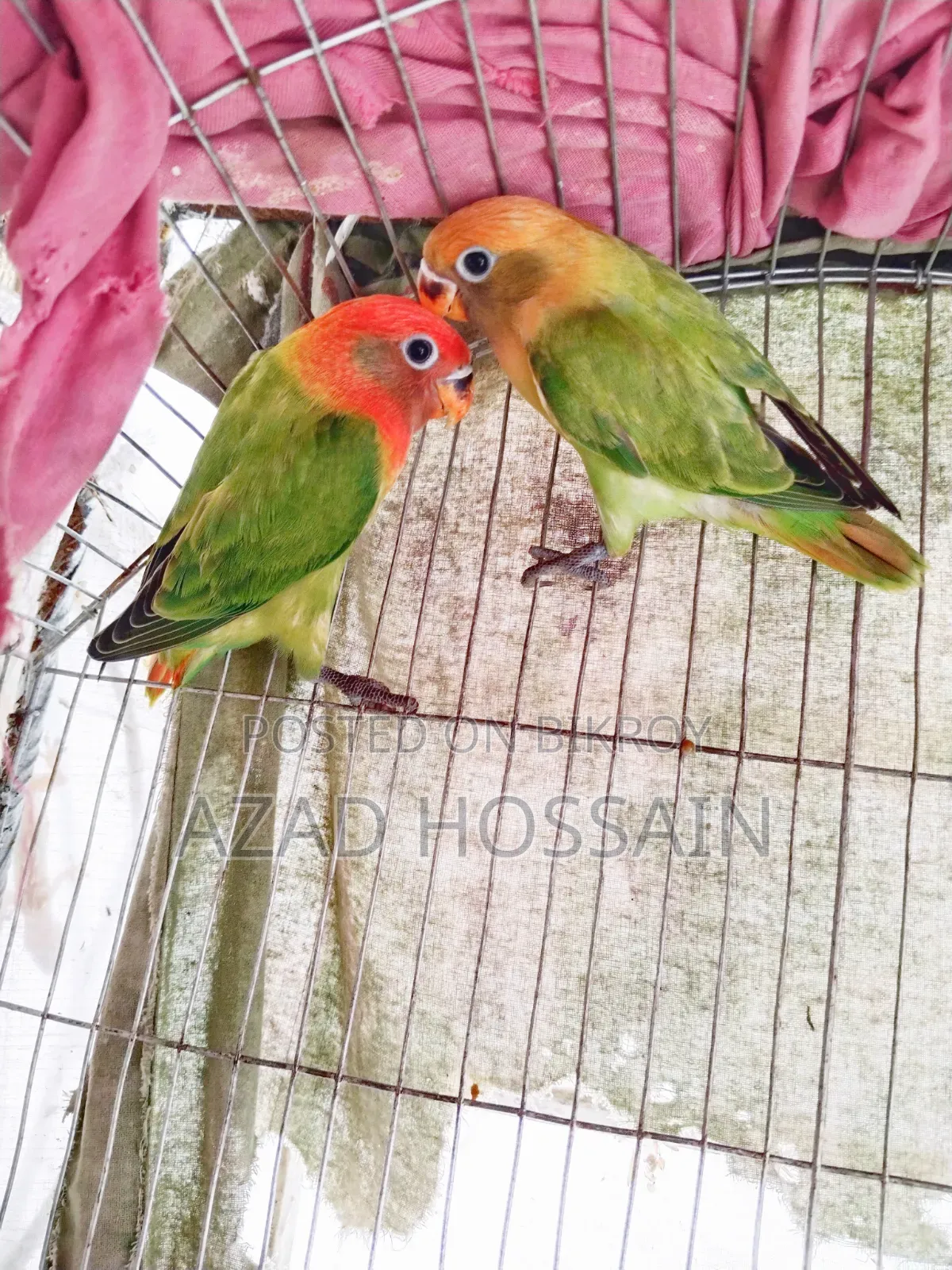 লাভ বার্ড গ্রিল অফলাইন