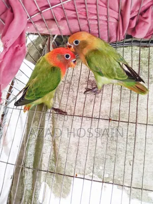 লাভ বার্ড গ্রিল অফলাইন