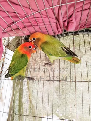 লাভ বার্ড গ্রিল অফলাইন