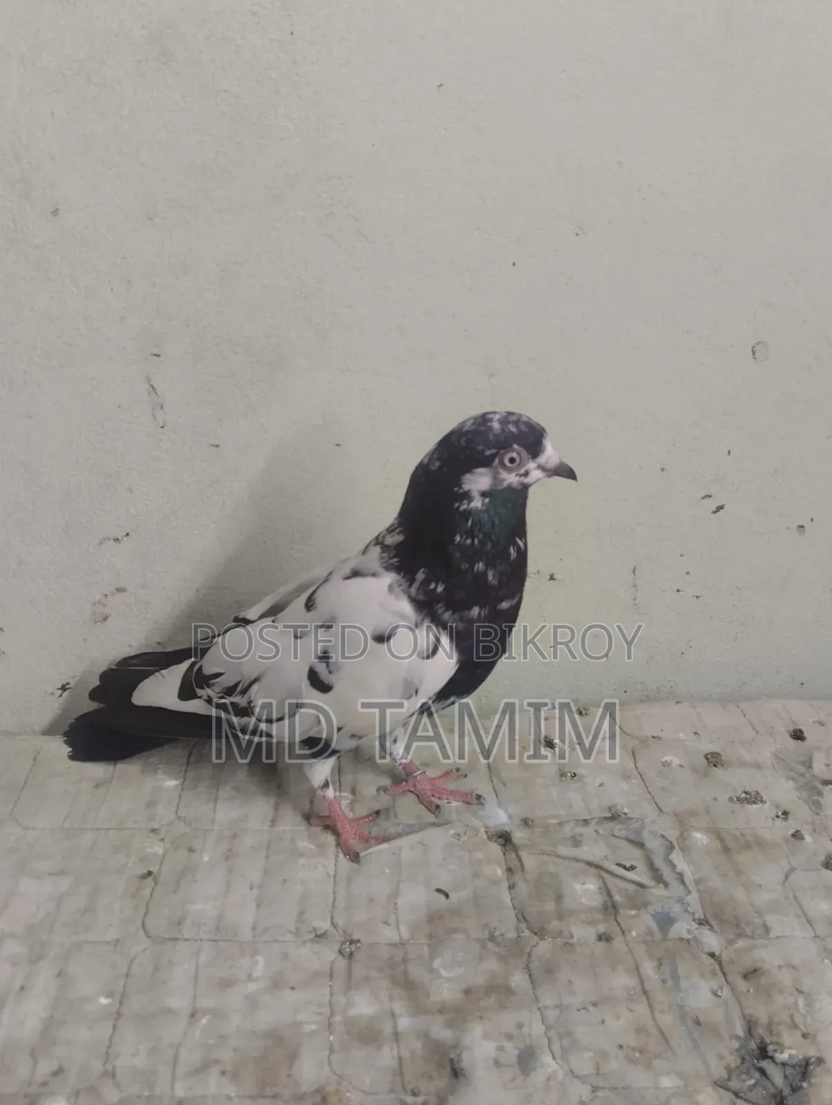 কবুতর বিক্রি