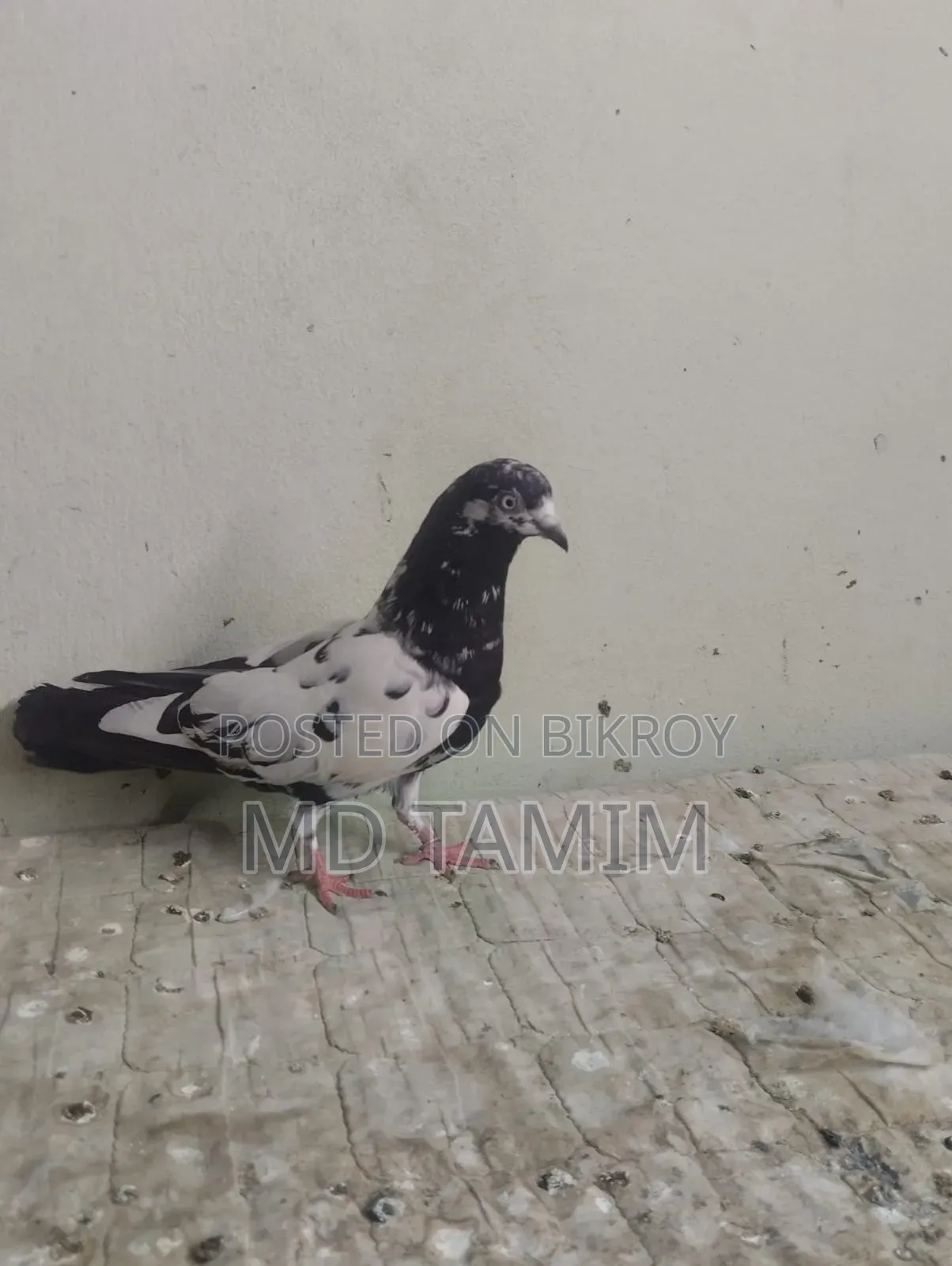 কবুতর বিক্রি