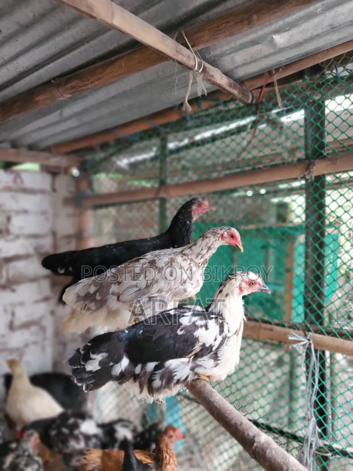 পাহাড়ি দেশি মুরগি বিক্রি করা হবে