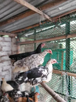 পাহাড়ি দেশি মুরগি বিক্রি করা হবে