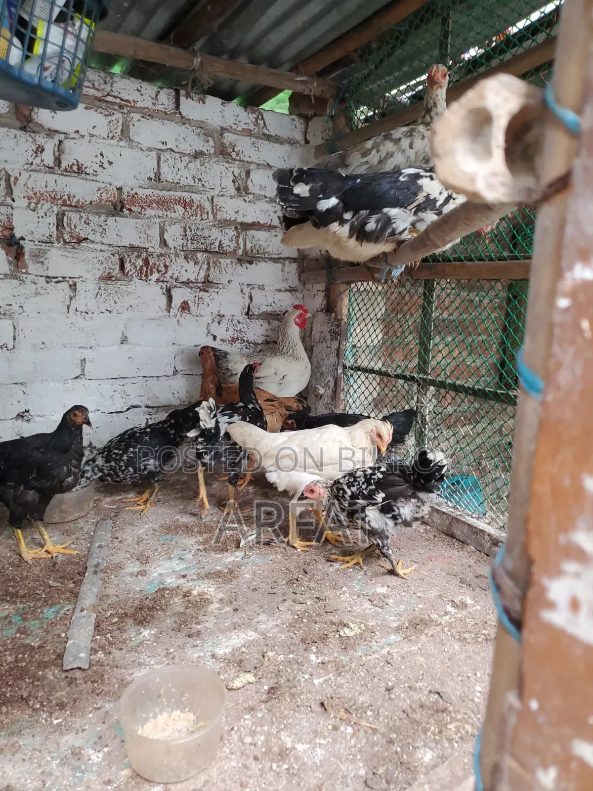 পাহাড়ি দেশি মুরগি বিক্রি করা হবে