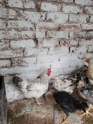 পাহাড়ি দেশি মুরগি বিক্রি করা হবে