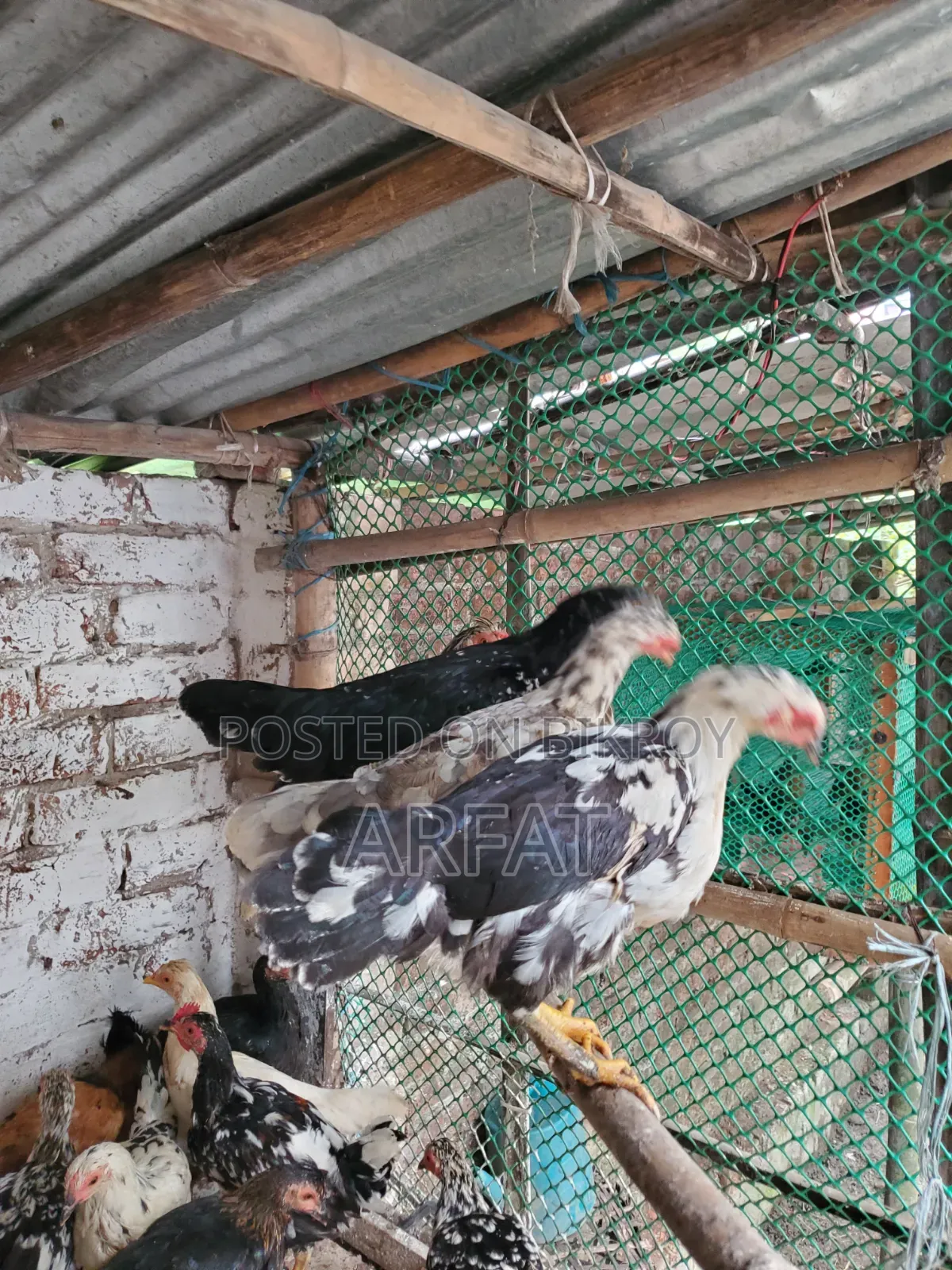 পাহাড়ি দেশি মুরগি বিক্রি করা হবে