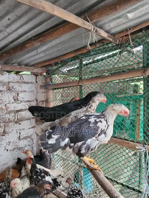 পাহাড়ি দেশি মুরগি বিক্রি করা হবে