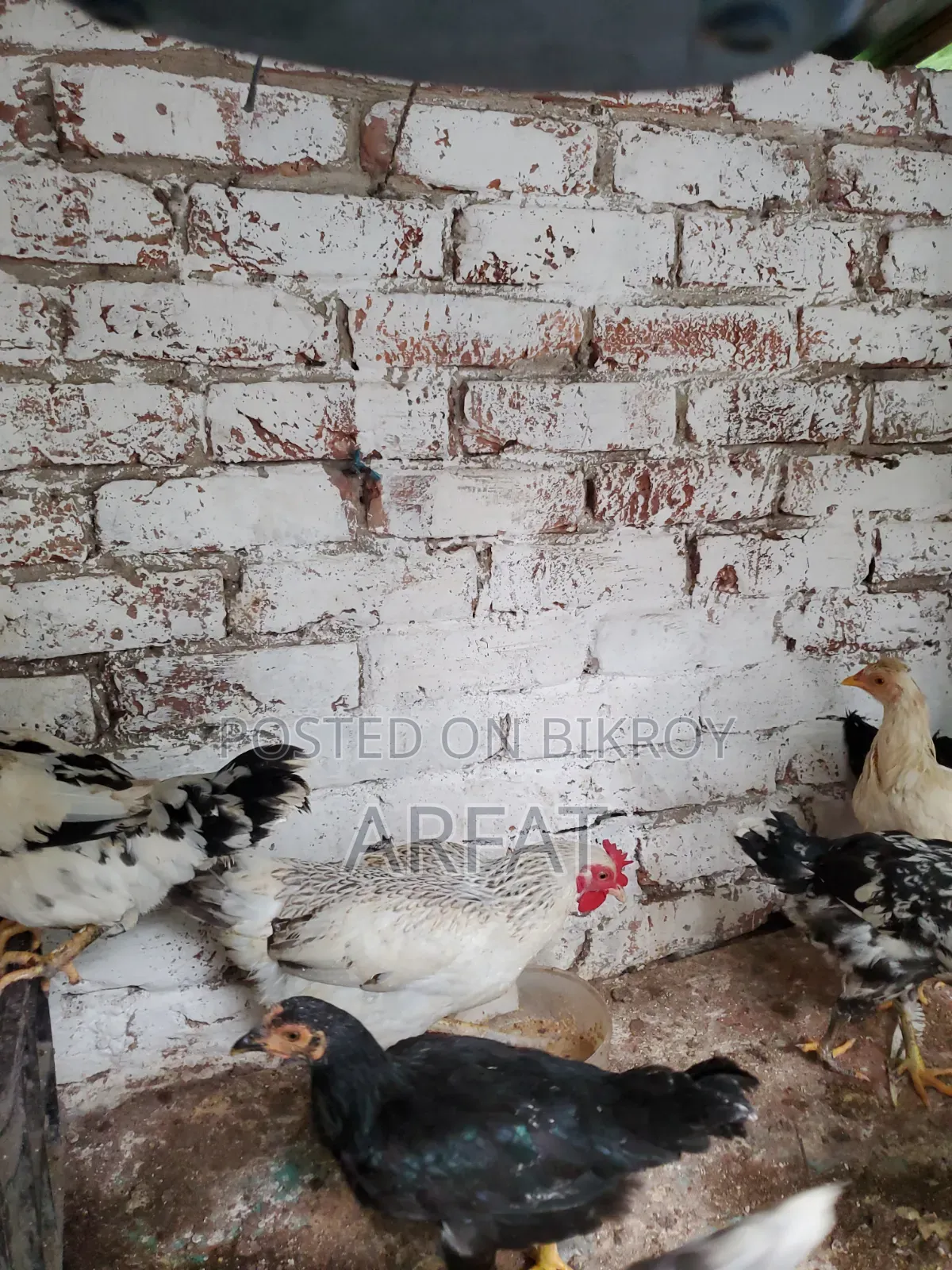 পাহাড়ি দেশি মুরগি বিক্রি করা হবে