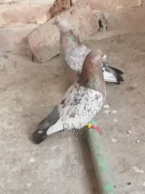 ইন্ডিয়ান গিরিবাজ কবুতর