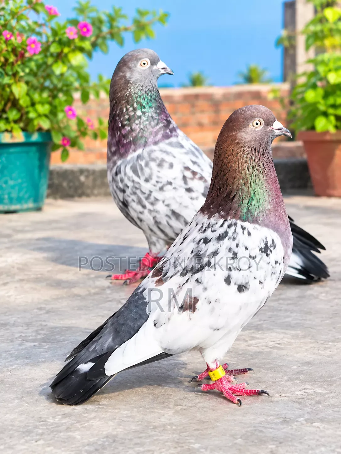 ইন্ডিয়ান গিরিবাজ কবুতর