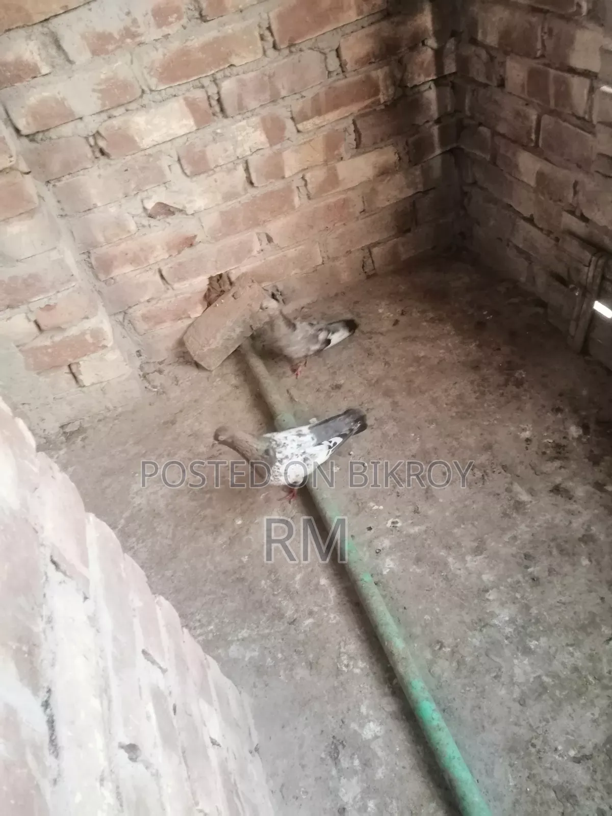 ইন্ডিয়ান গিরিবাজ কবুতর
