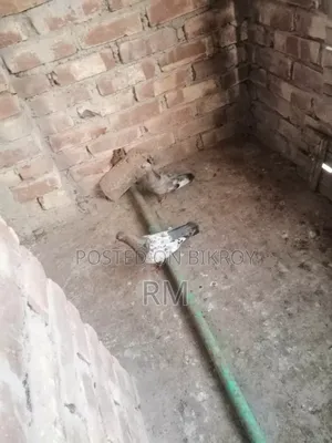 ইন্ডিয়ান গিরিবাজ কবুতর